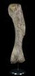 Hadrosaur (Duck-Billed Dinosaur) Humerus - North Dakota #51316-1